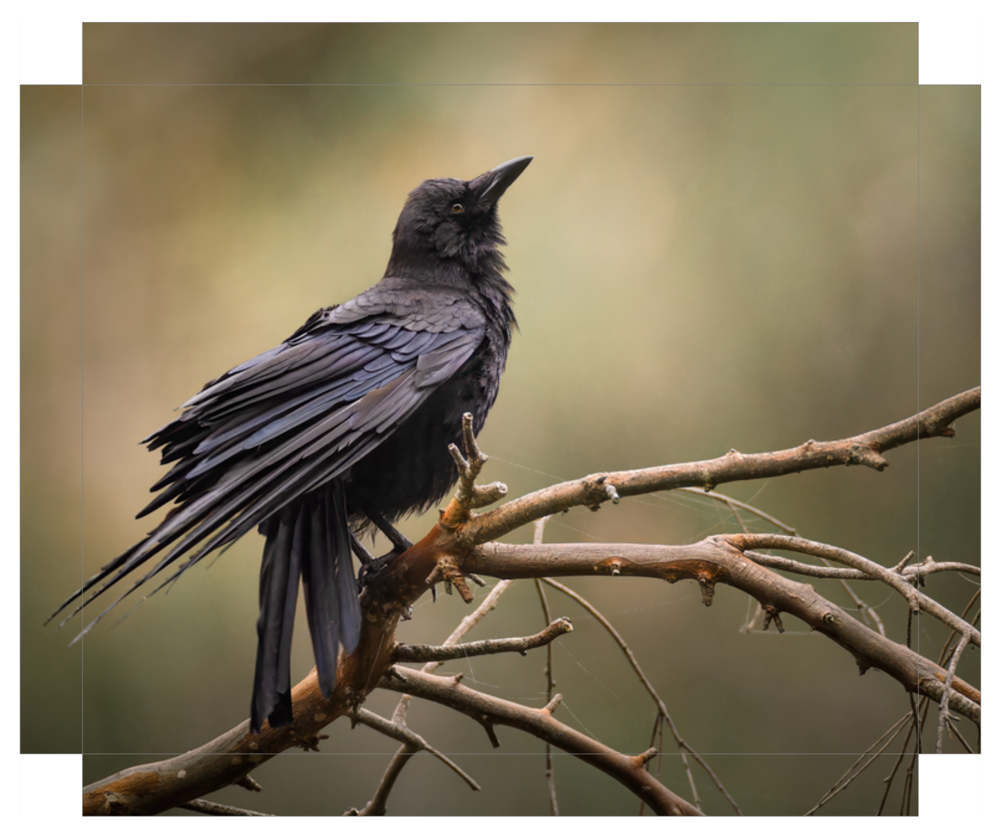 'Perched Crow'