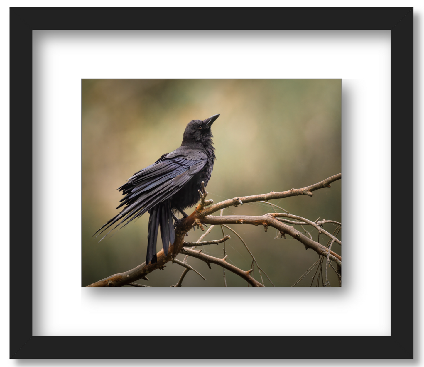 'Perched Crow'