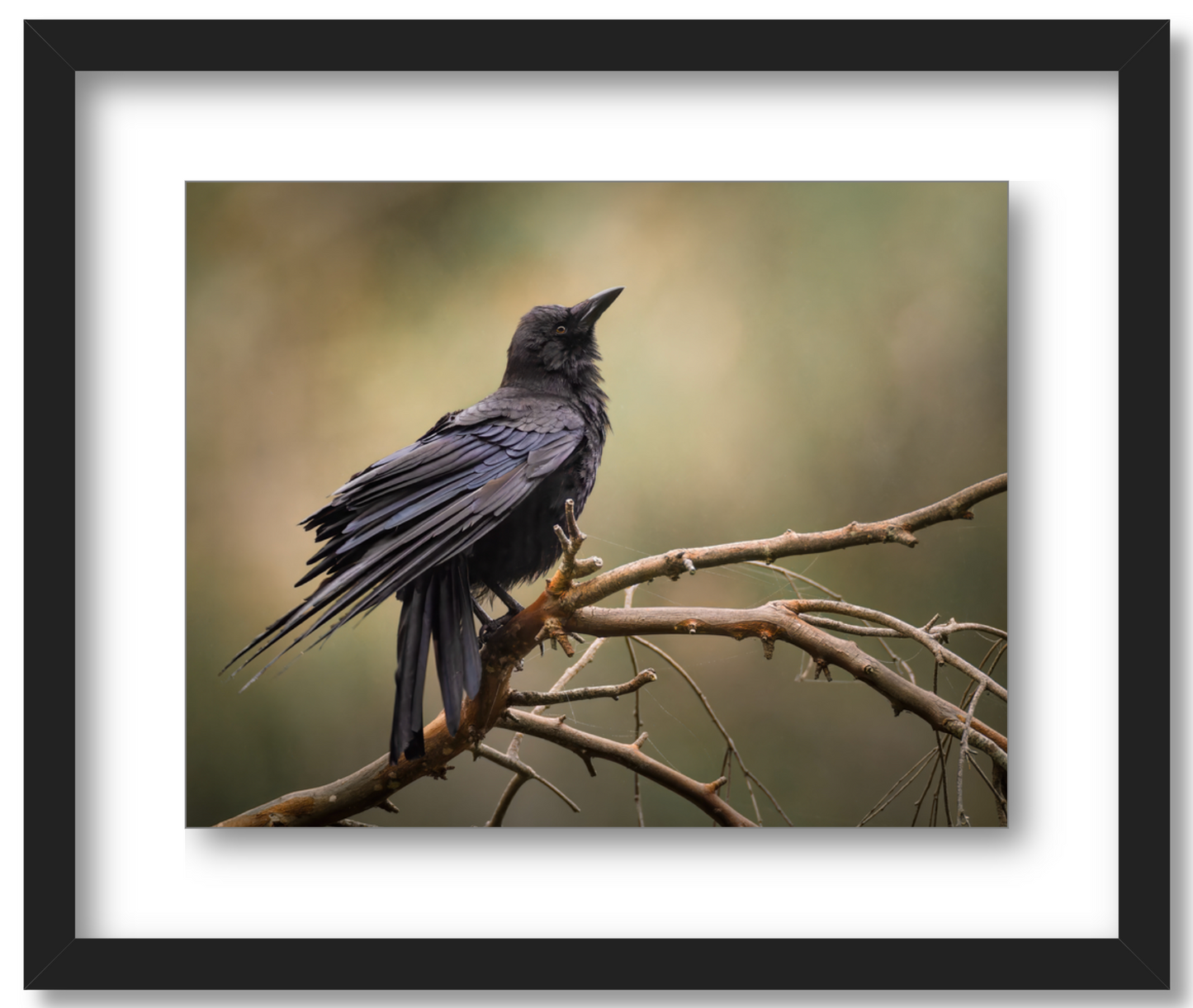'Perched Crow'