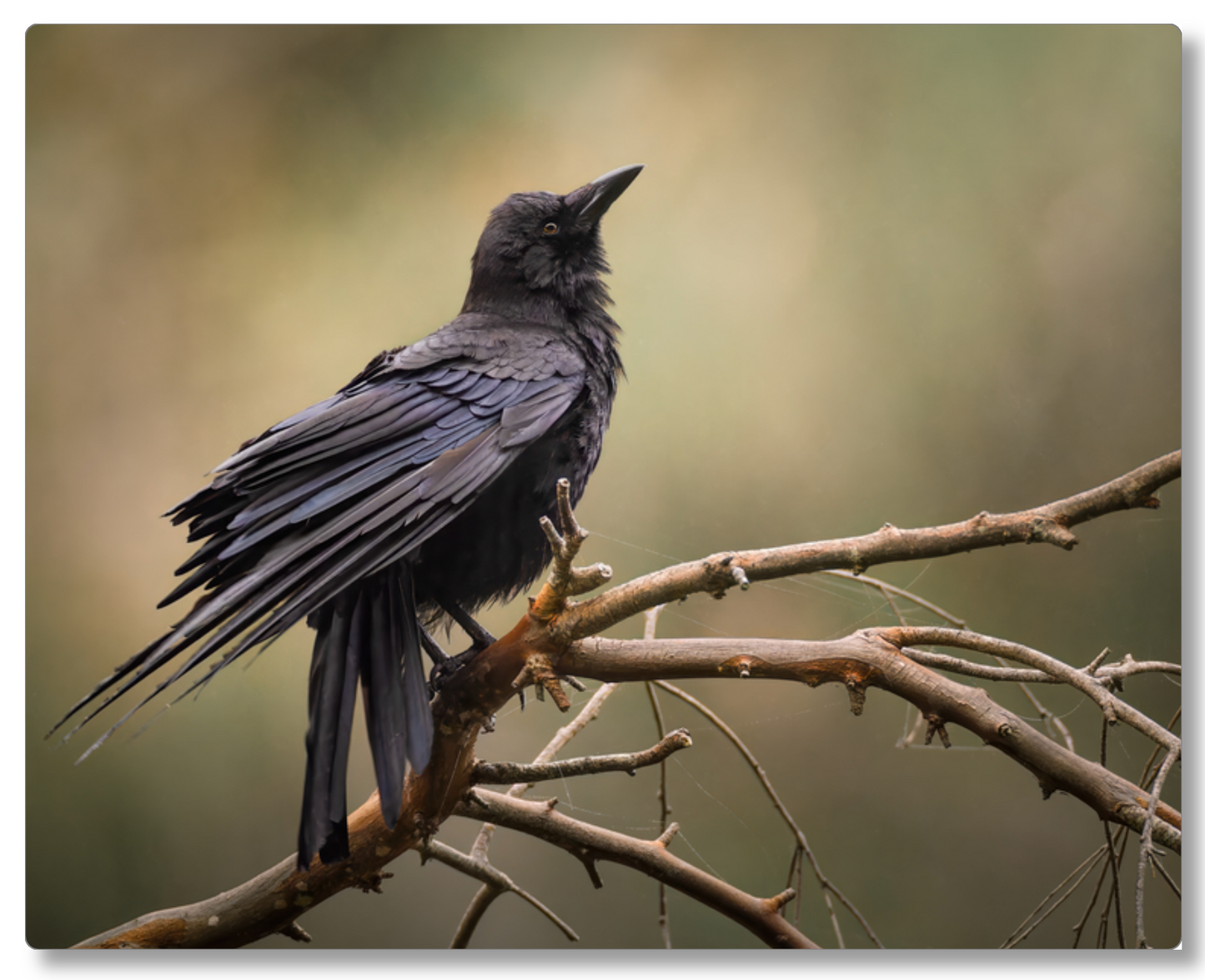 'Perched Crow'