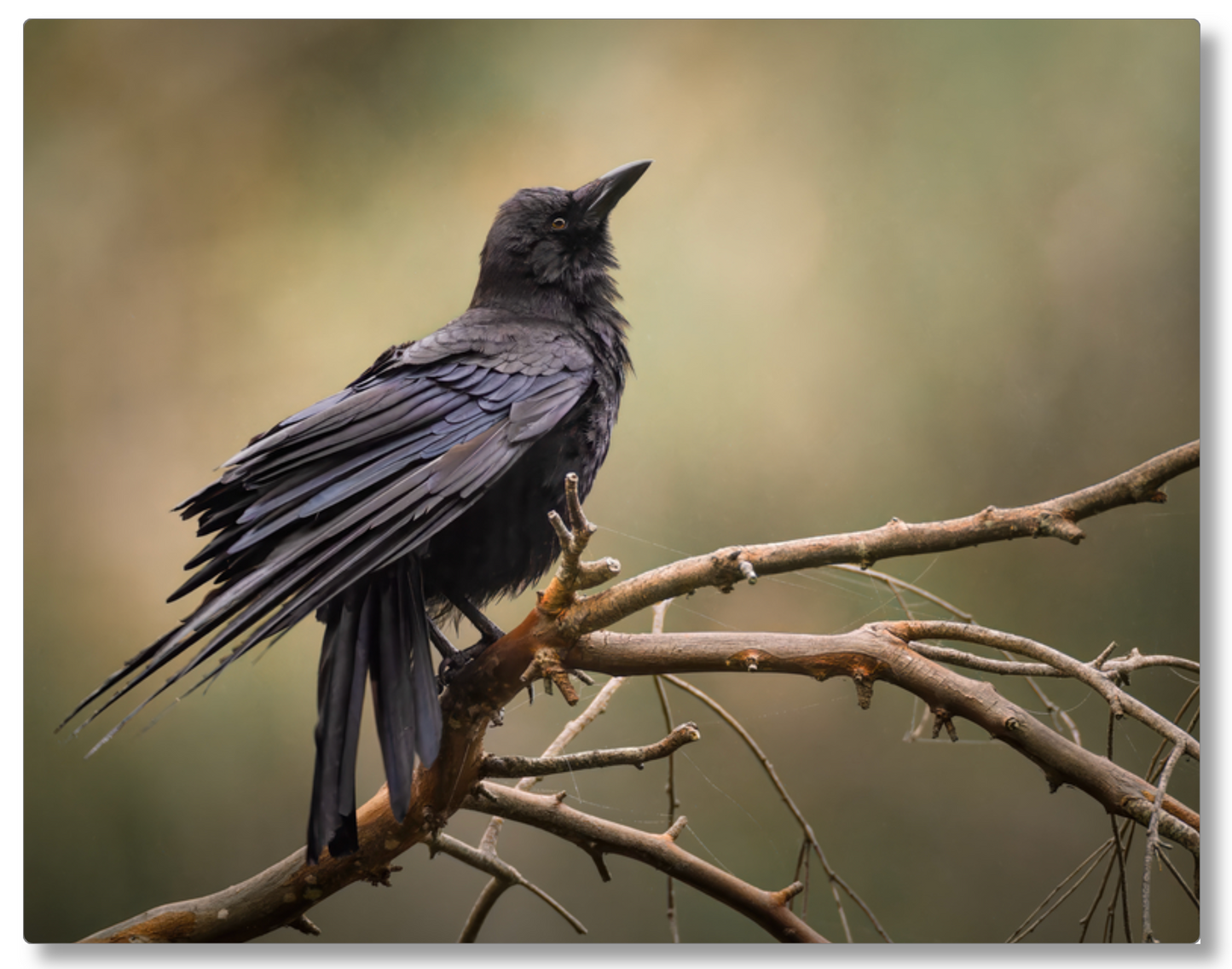 'Perched Crow'