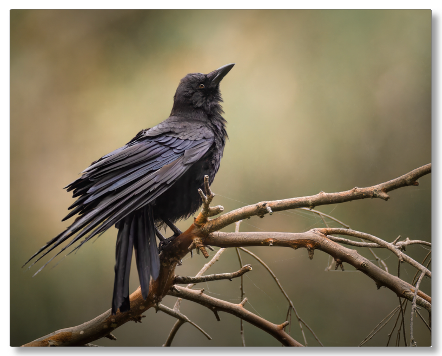 'Perched Crow'