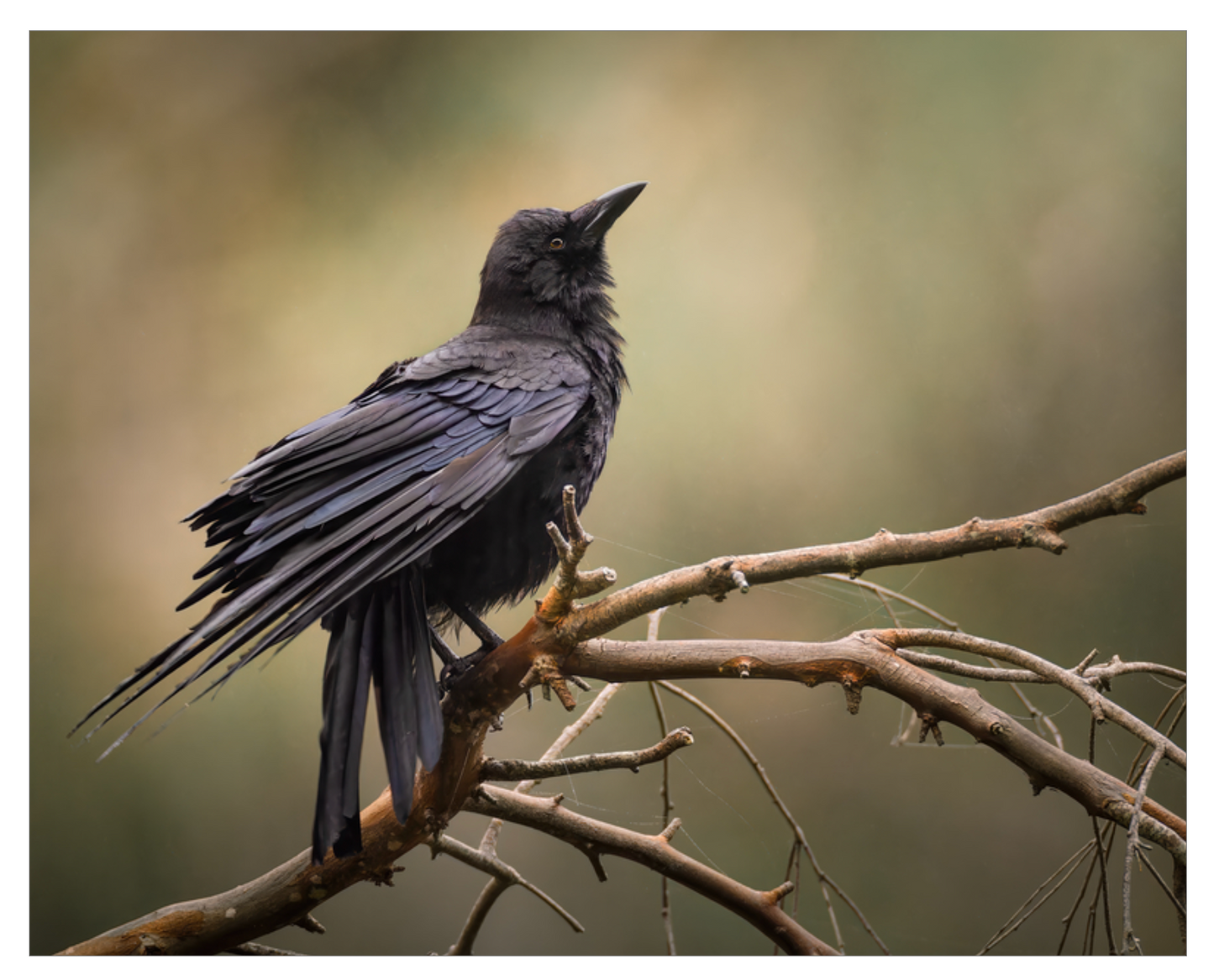 'Perched Crow'