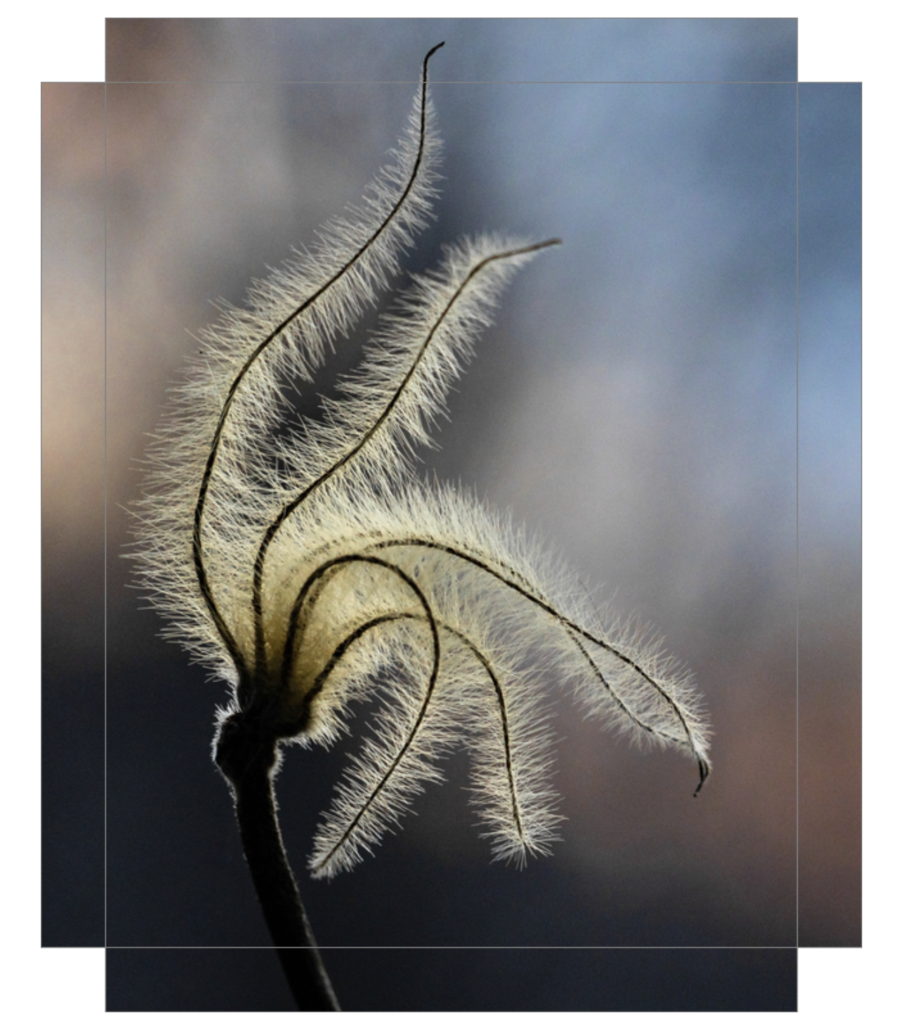 Sunset Clematis