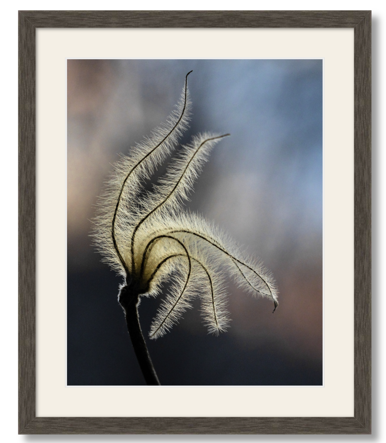 Sunset Clematis