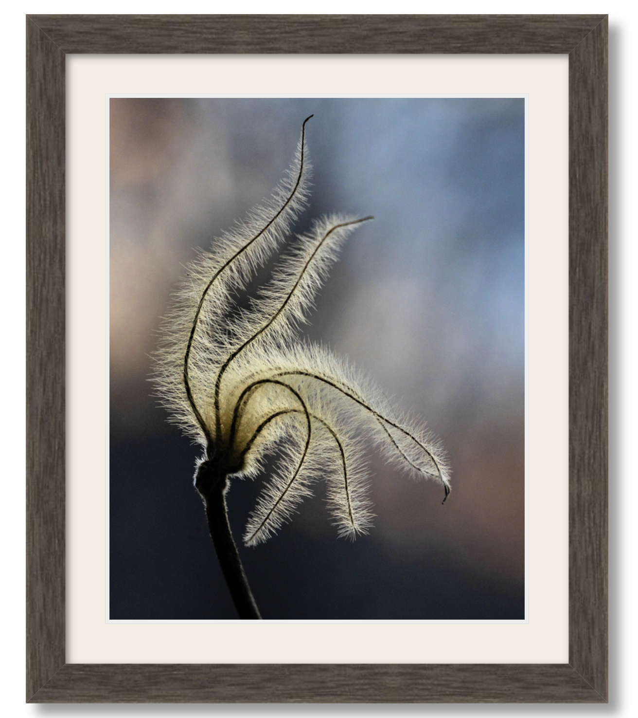Sunset Clematis