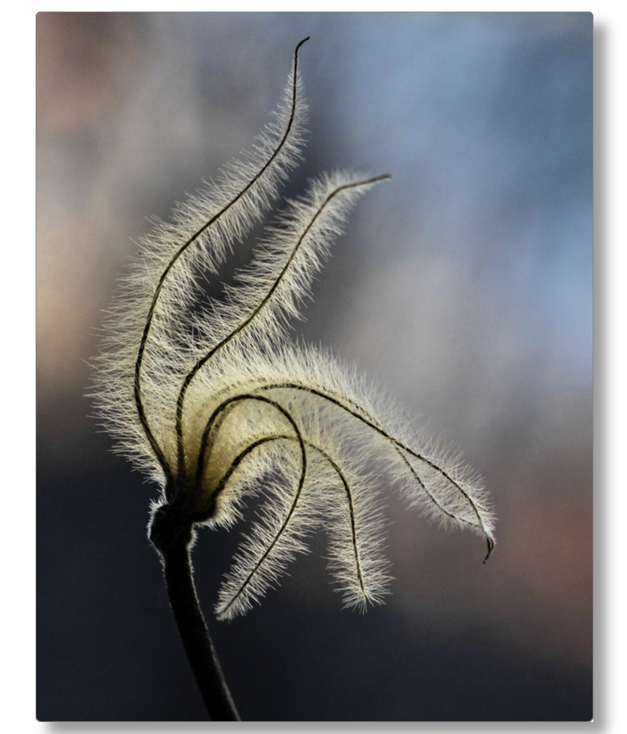 Sunset Clematis