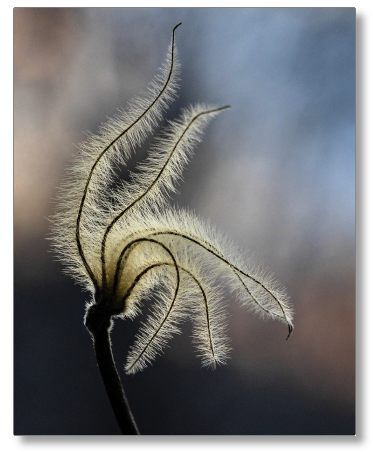 Sunset Clematis