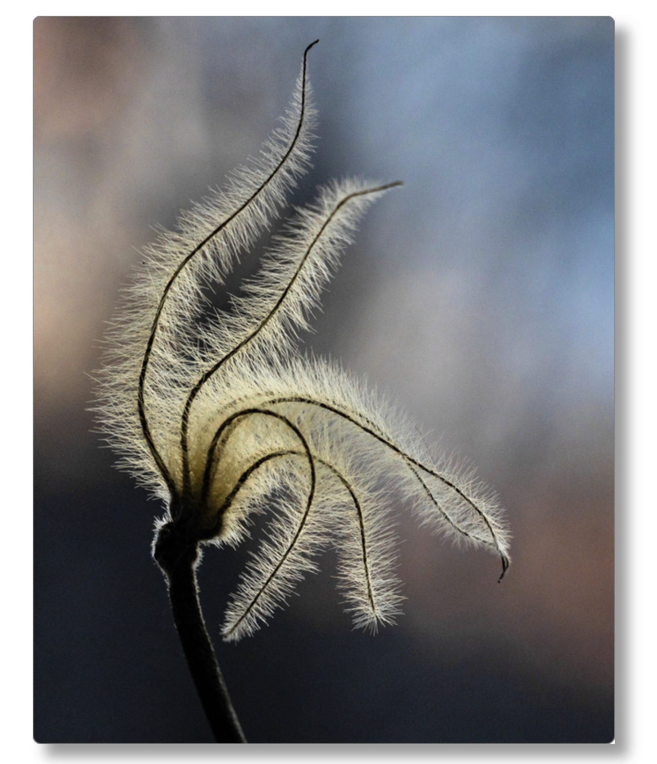 Sunset Clematis