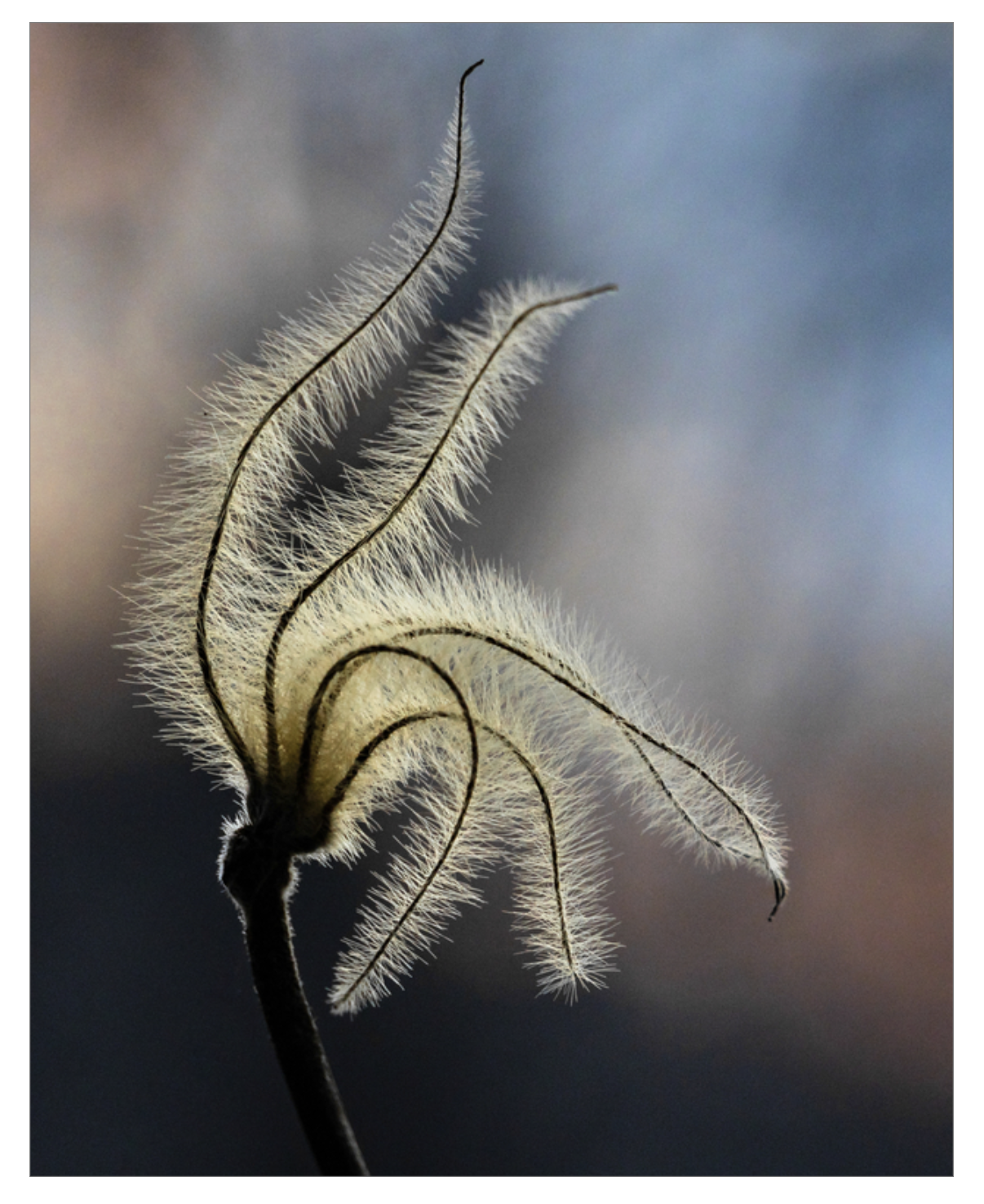 Sunset Clematis